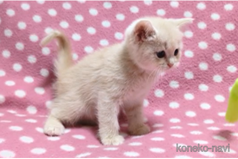 成約済の愛知県のマンチカン-98061の2枚目